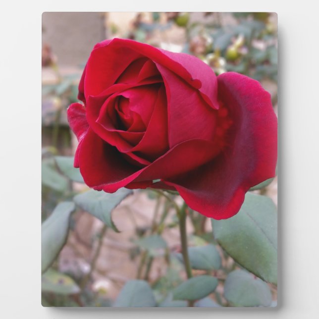 last red rose plaque (Front)