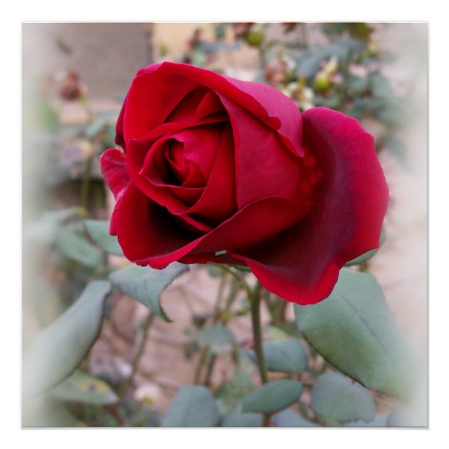 last red rose poster (Front)