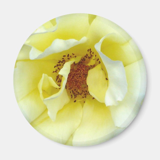 Last Rose of Summer button Magnet (Front)
