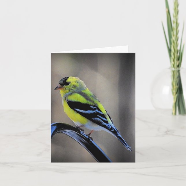 Late afternoon Goldfinch blank inside Card (Front)