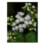 Late-flowering