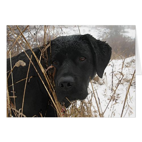 Late Season Hunt _ Black Lab _ Labrador