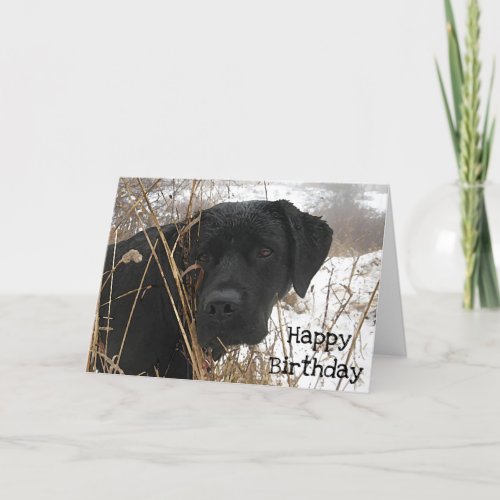 Late Season Hunt _ Black Lab _ Labrador Card