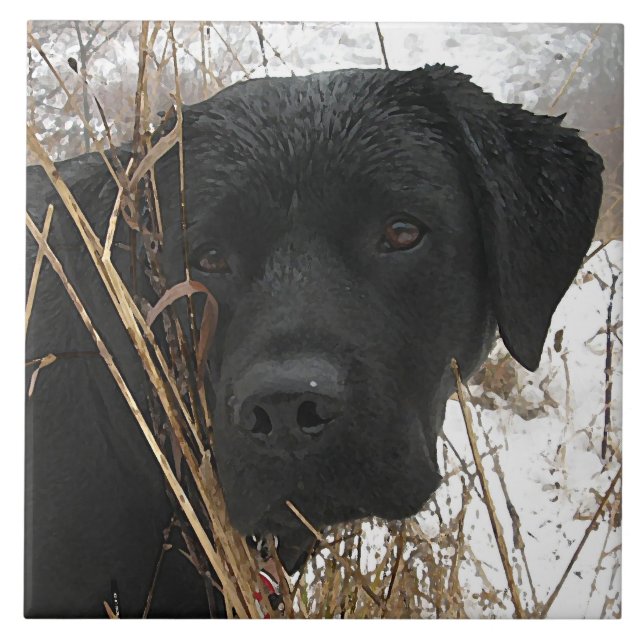 Late Season Hunt - Black Lab - Labrador Tile (Front)