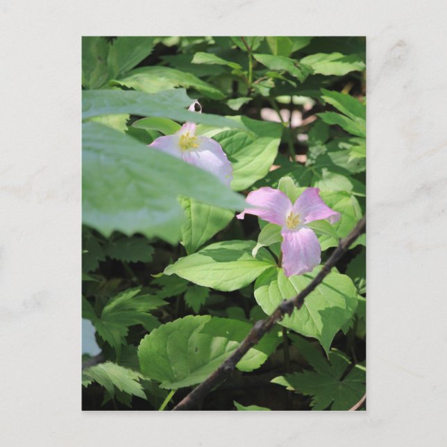 Late Season Trillium Postcard (Front)