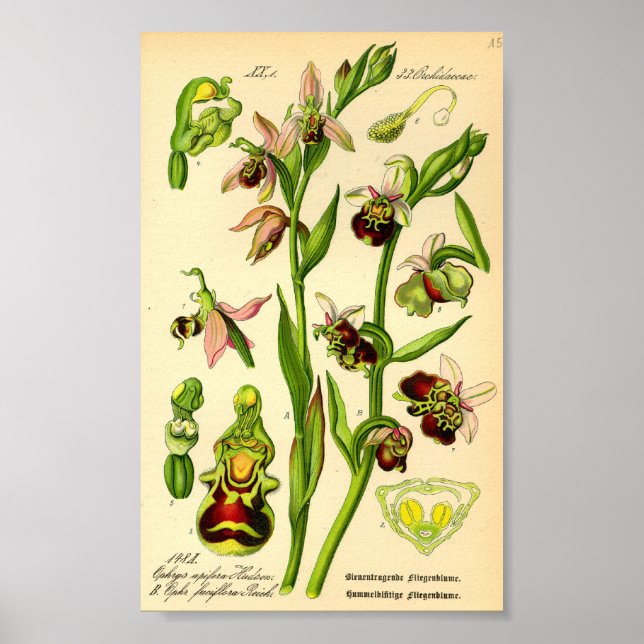 Late Spider Orchid (Ophrys fuciflora) Poster (Front)