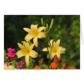 Late Summer Fling - Daylilies (Front Horizontal)