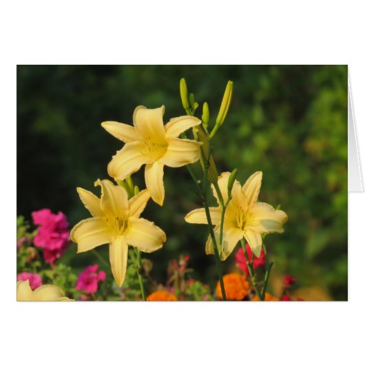 Late Summer Fling - Daylilies (Front Horizontal)