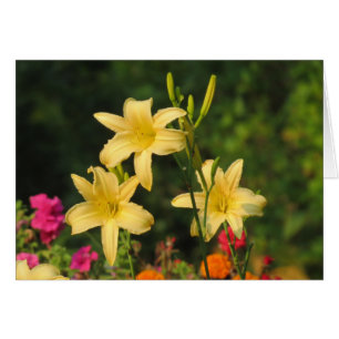 Late Summer Fling - Daylilies Cards