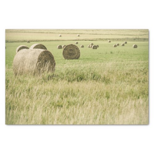 Late summer hay rolled up in a farm field tissue paper