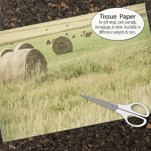 Late summer hay rolled up in a farm field tissue paper