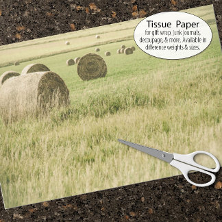 Late summer hay rolled up in a farm field tissue paper