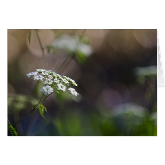 Late Summer Lace (Front Horizontal)