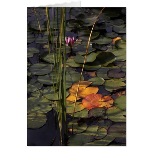 Late Summer Lilly Pond Cards (Front)