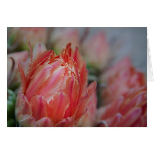 Late Summers bounty Cards (Front Horizontal)