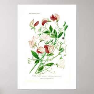 Lathyrus odoratus poster