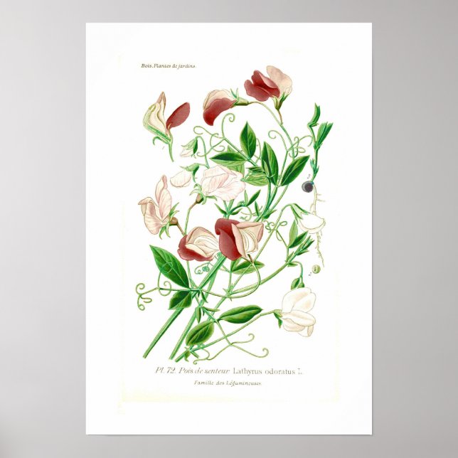 Lathyrus odoratus poster (Front)