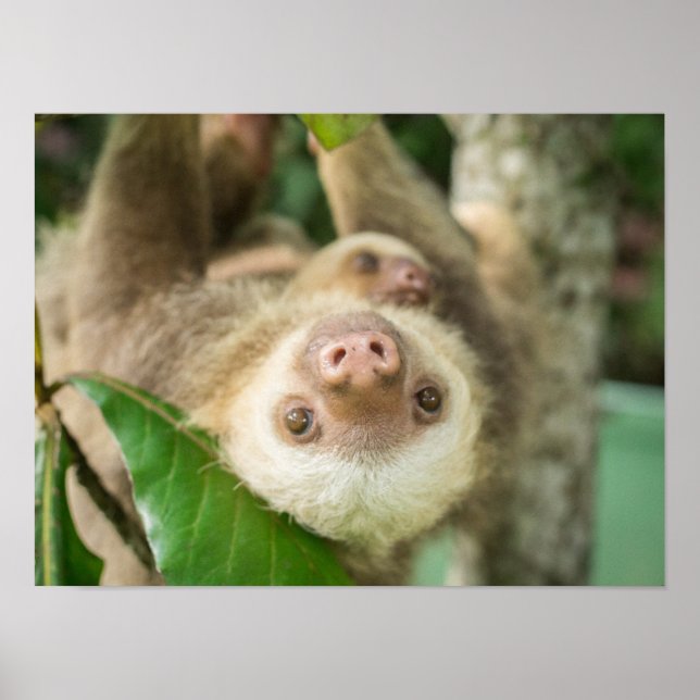 Latte Poster (Front)