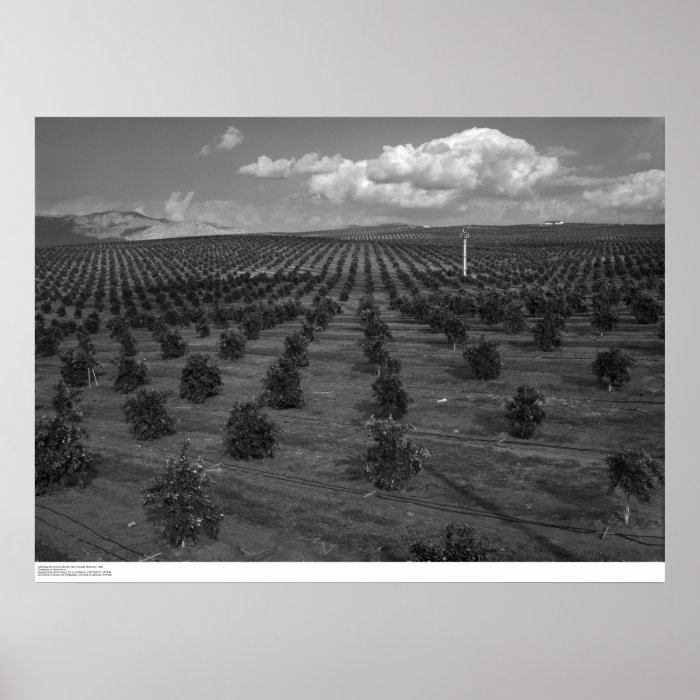 Latter Day Saints Citrus Orchard near Riverside Print