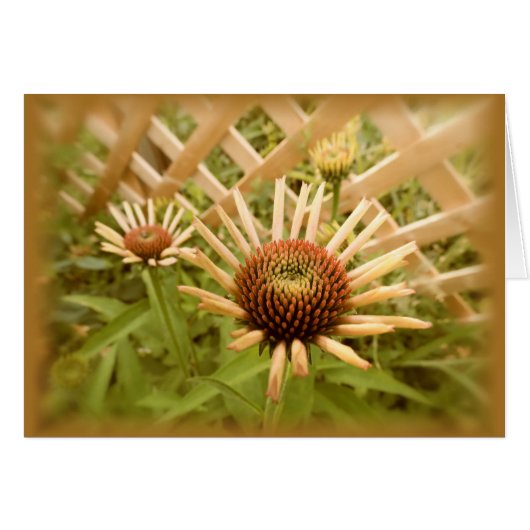 Lattice Coneflowers Cards (Front Horizontal)