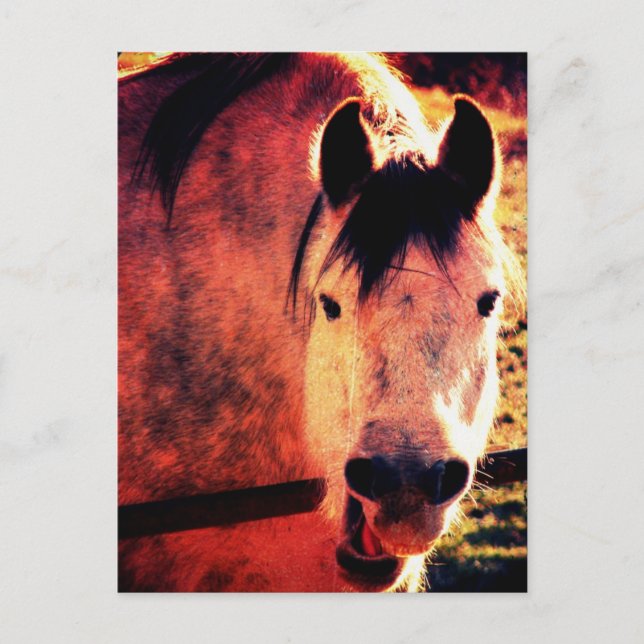 Laugh Postcard (Front)