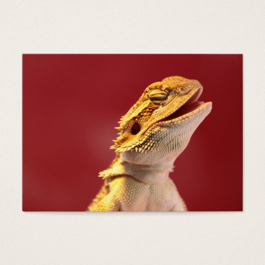 Laughing Bearded Dragon (Front)