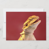 Laughing Bearded Dragon (Front)