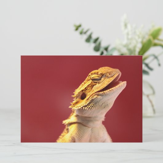 Laughing Bearded Dragon (Standing Front)