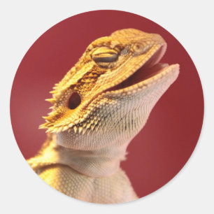 Laughing Bearded Dragon Classic Round Sticker