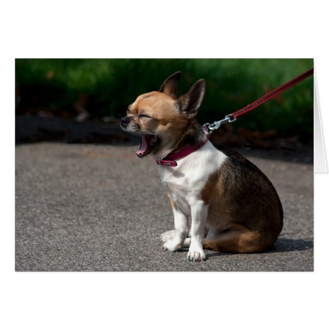 Laughing Chihuahua Cards (Front Horizontal)