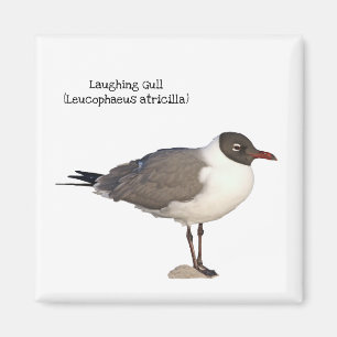 Laughing Gull Magnet