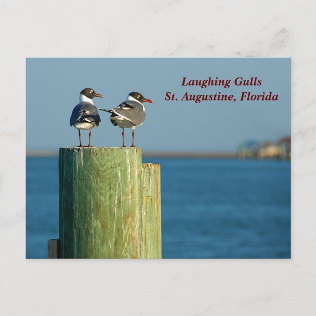 Laughing Gulls Holiday Postcard (Front)