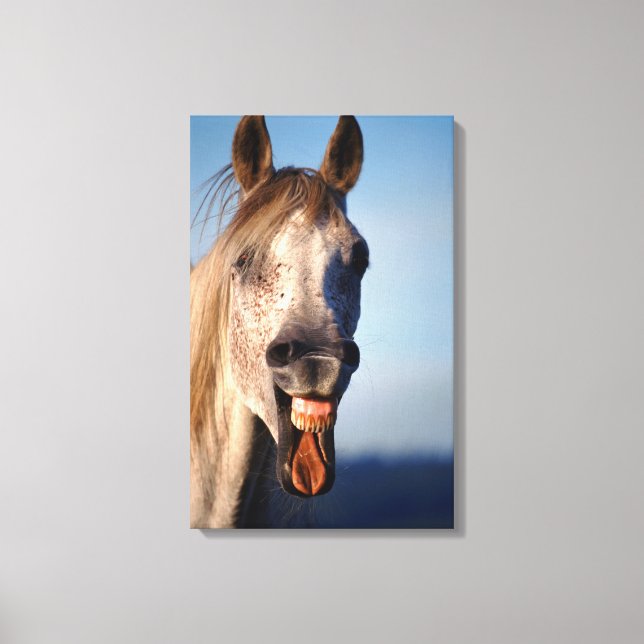 laughing horse canvas print (Front)