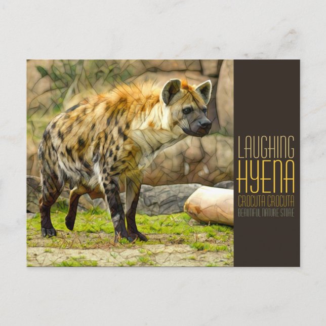 Laughing hyena [Postcard] Postcard (Front)