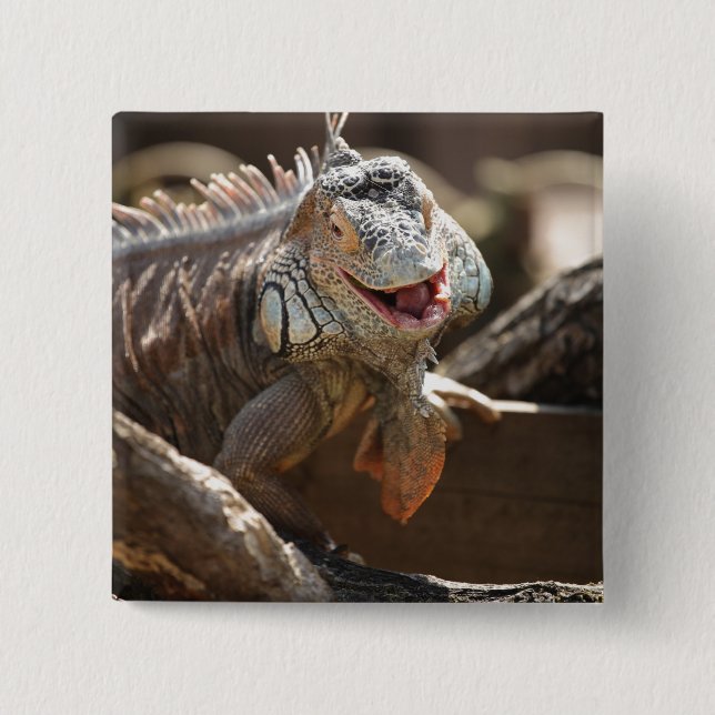 Laughing Iguana Photo Button (Front)