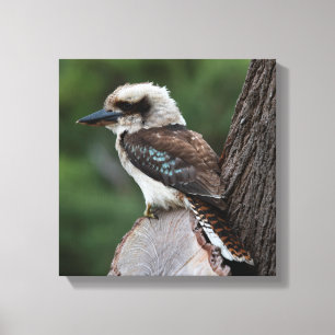 Laughing Kookaburra Australia Bird Canvas Print