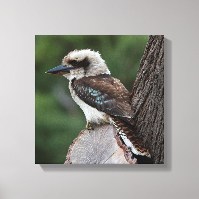 Laughing Kookaburra Australia Bird Canvas Print (Front)