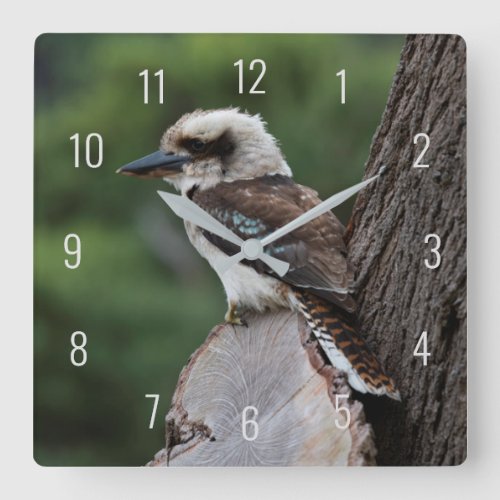 Laughing Kookaburra Bird Animal Tree Square Wall Clock