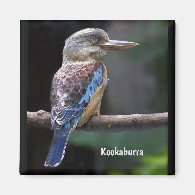 Laughing Kookaburra Bird  Magnet (Front)