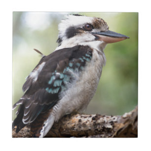Laughing kookaburra on Fraser Island Australia Ceramic Tile