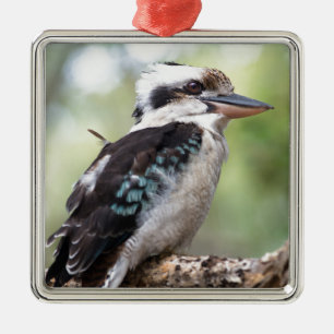 Laughing kookaburra on Fraser Island Australia Metal Ornament