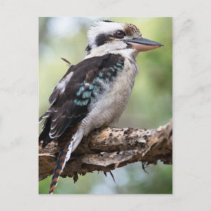 Laughing kookaburra on Fraser Island Australia Postcard