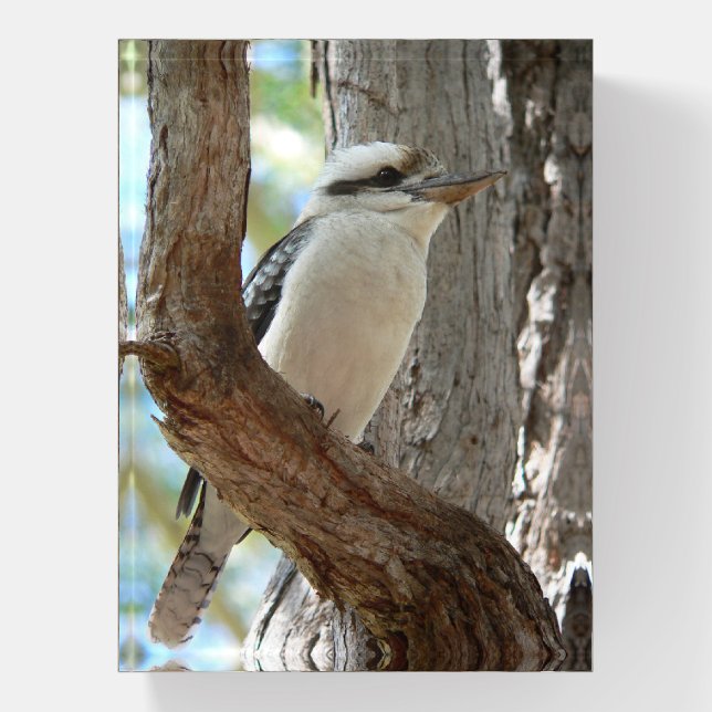 Laughing Kookaburra Paperweight (Vertical)