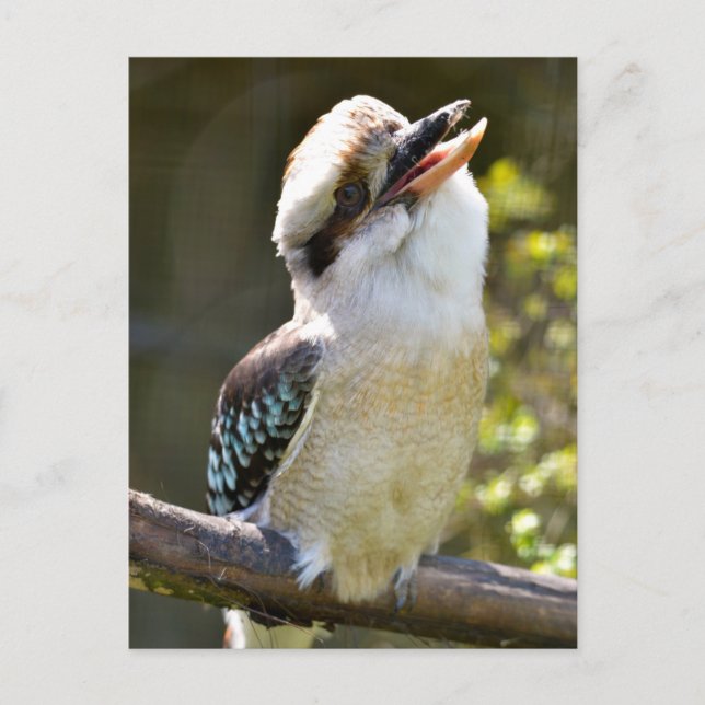 Laughing Kookaburra perched on branch Postcard (Front)