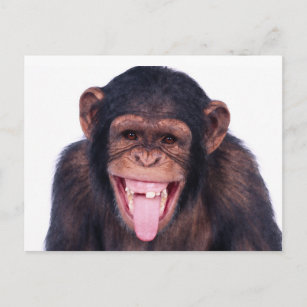 Laughing Monkey Postcard