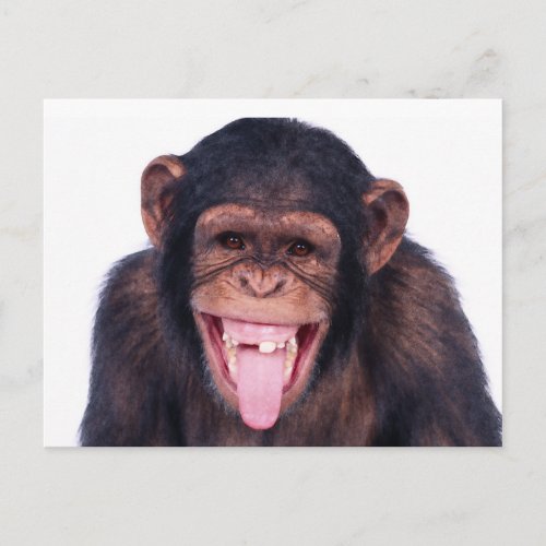 Laughing Monkey Postcard