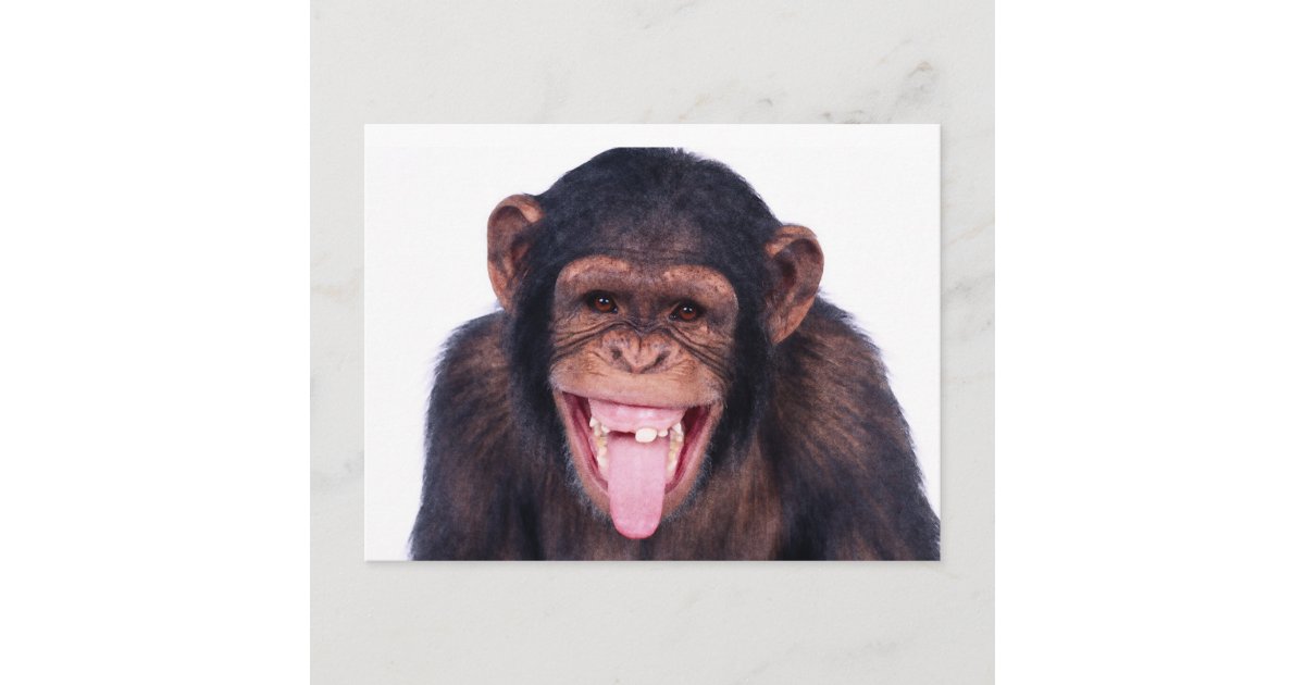 monkey laughing