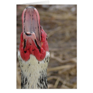 Laughing Muscovy Cards