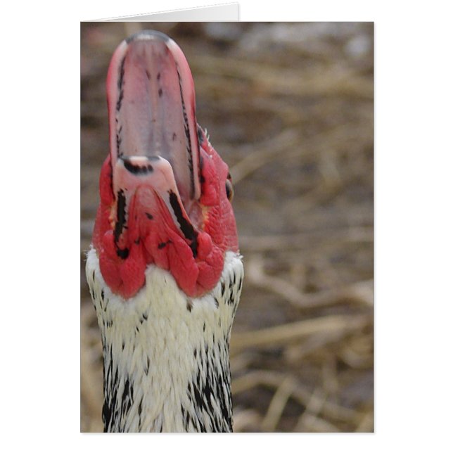 Laughing Muscovy Cards (Front)