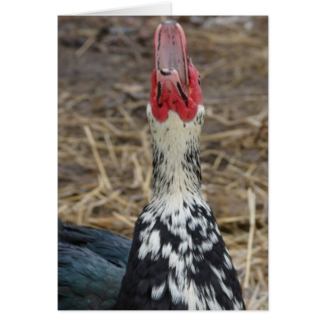 Laughing Muscovy Cards (Front)